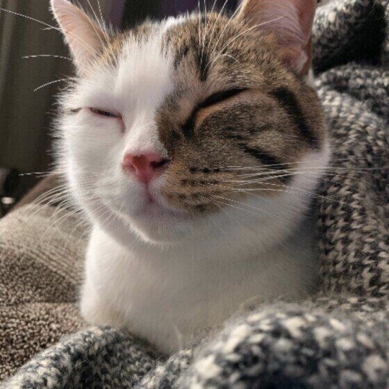 スコ　あしめ　ぬくぬく