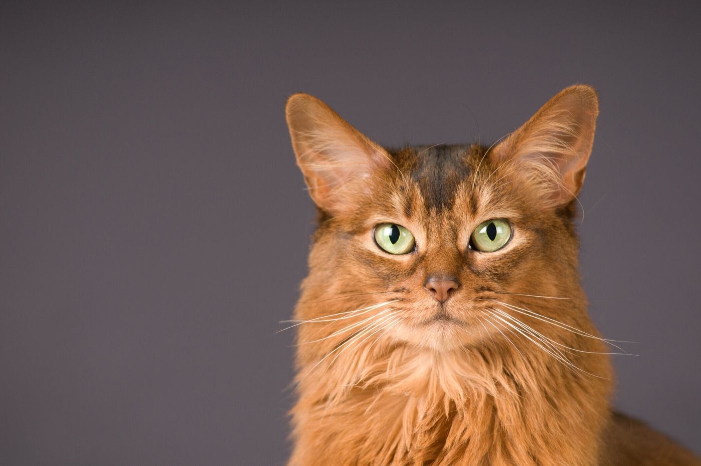ソマリの特徴と飼い方 可愛い画像いっぱい ねこのきもち 猫図鑑 ねこのきもちweb Magazine ソマリの特徴と飼い方 可愛い画像いっぱい ねこのきもち 猫図鑑 ねこのきもちweb Magazine
