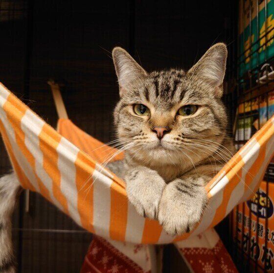 ハンモックでくつろぐキジトラ