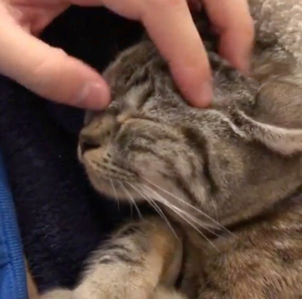 ナデナデされる猫