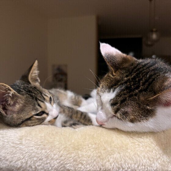 見つめ合う猫たち