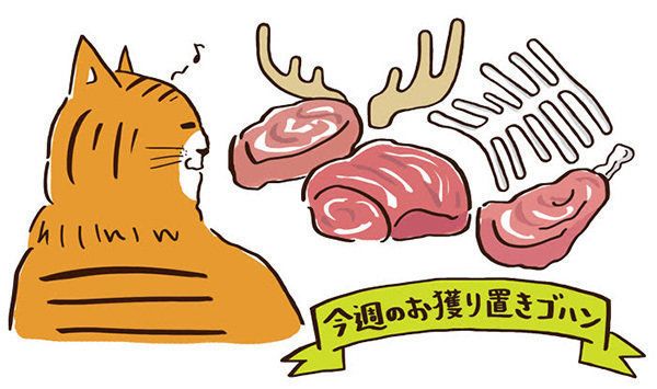 狩りの勝率が低いトラ