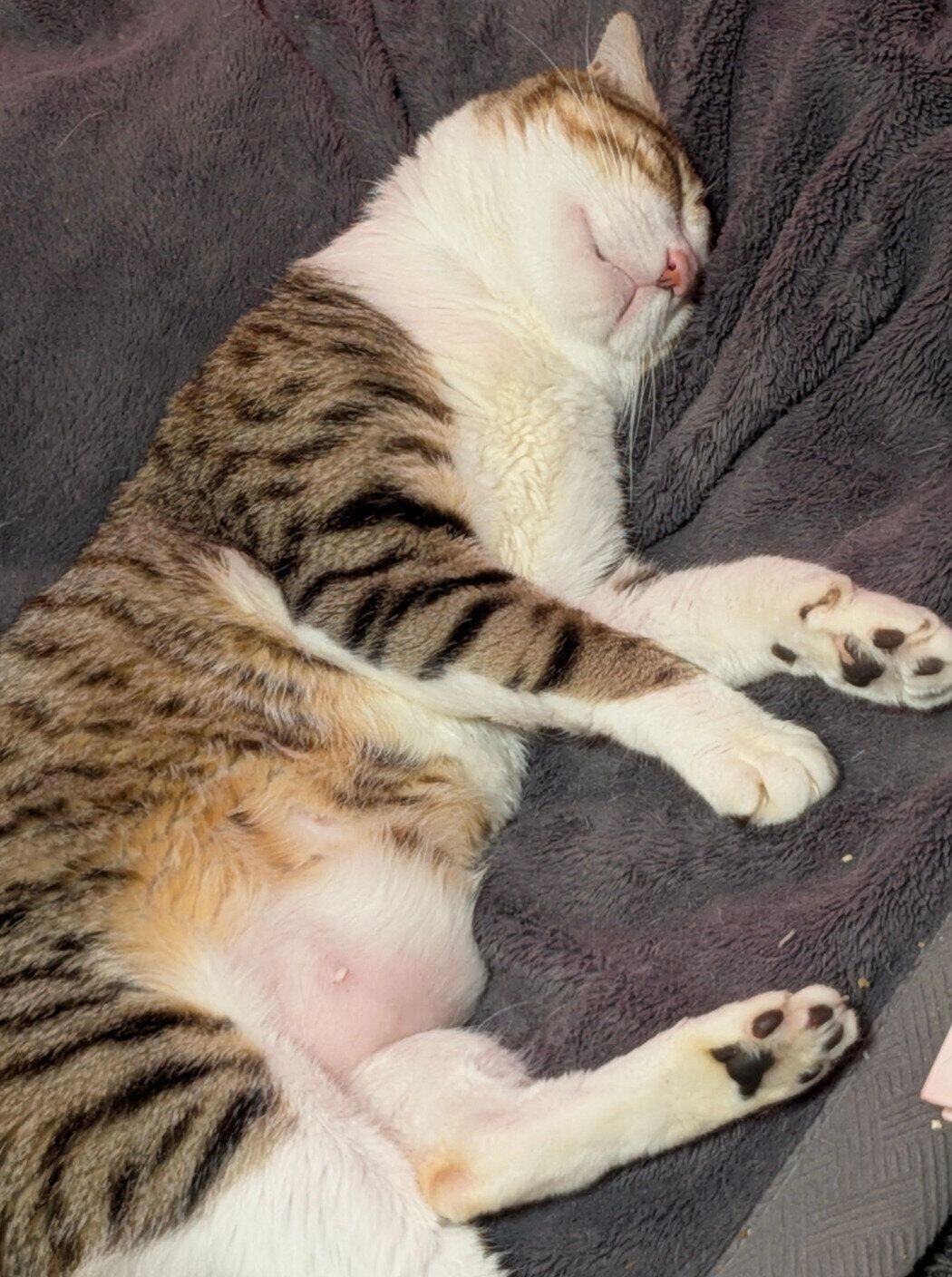 足をぴくぴくさせながら眠るちびくん