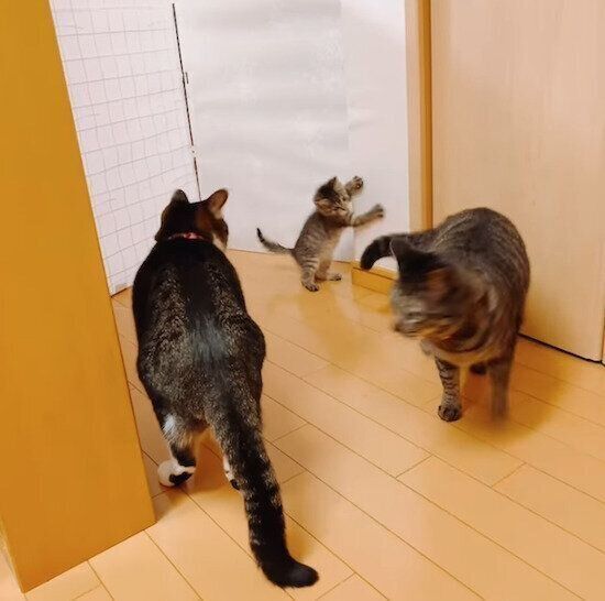 先住猫たちに見守られるあんずちゃん