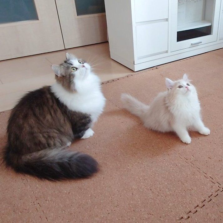 子猫のラガマフィンと先住猫のミヌエット