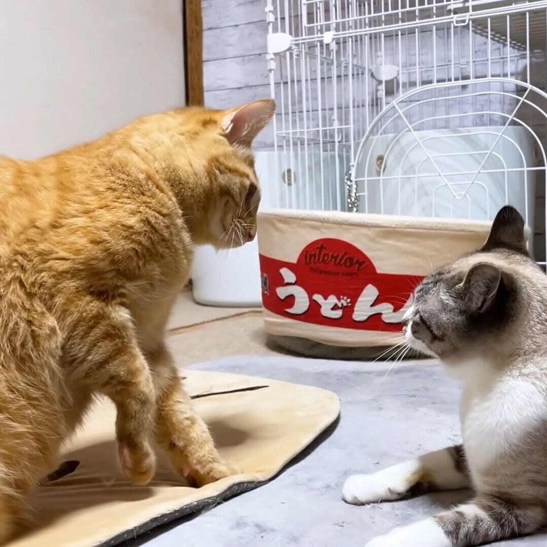 リノちゃんに注意しようとするリクちゃん