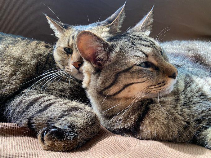 くつろいでいる2匹の猫