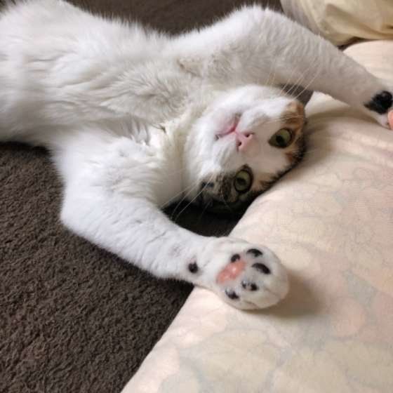 おなかを見せる猫