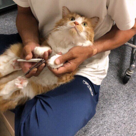 Mix（茶×白）のでんくん♪