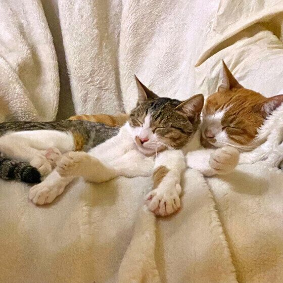 MIX茶白のちゃちゃくんと同居猫ちゃん