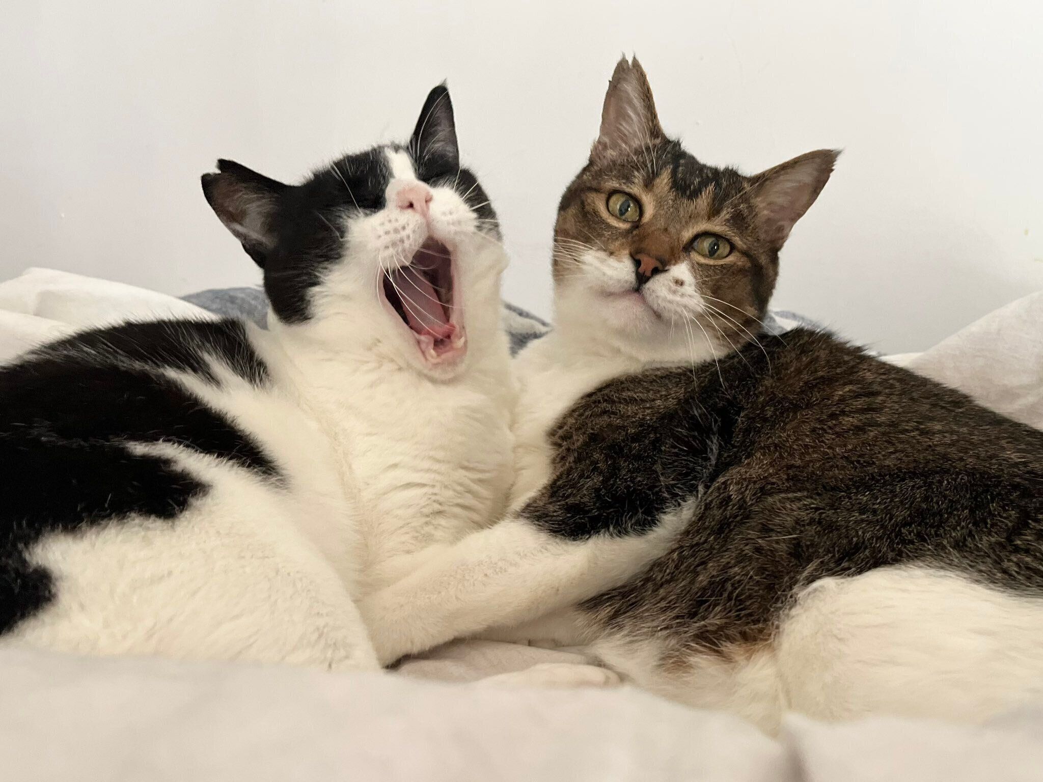 まったりするこんぶくん、アビーくん