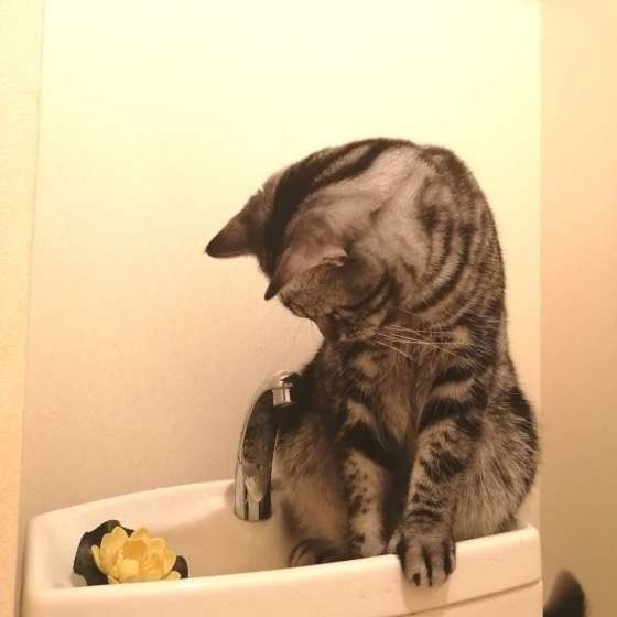 トイレタンクで遊ぶアメリカンショートヘア