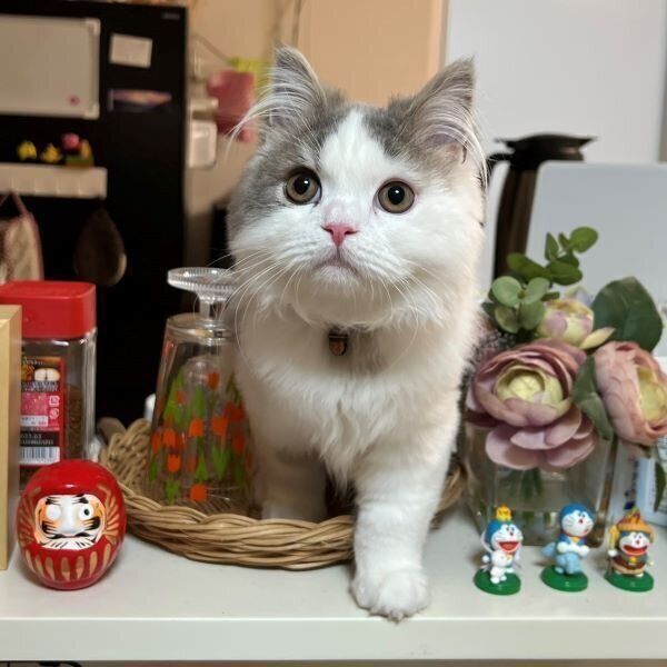 キッチンに登るおすしくん