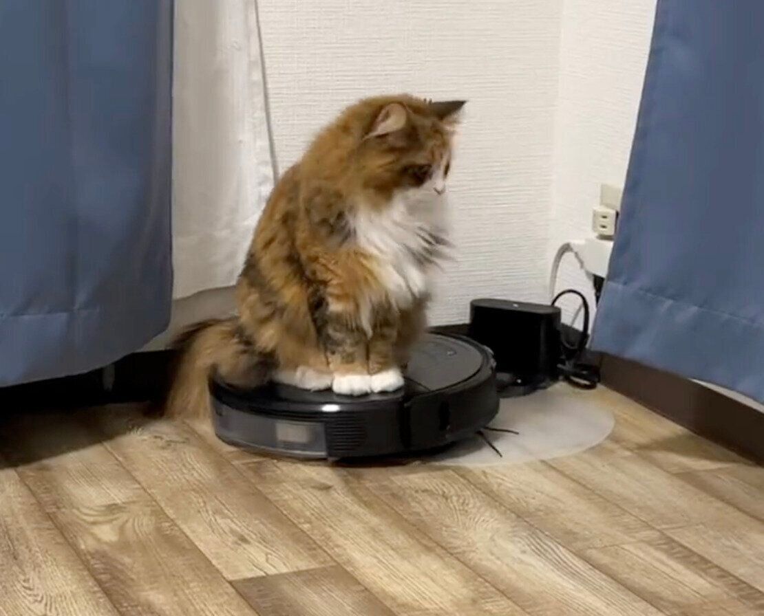 ロボット掃除機に乗る麦ちゃん