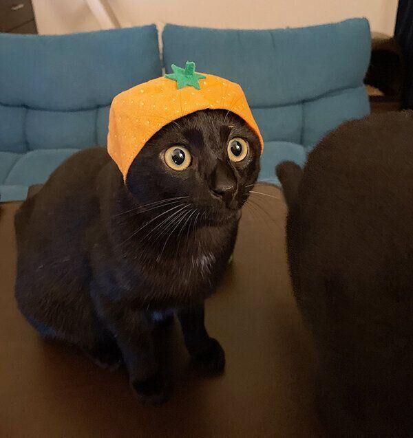 じんべいちゃん