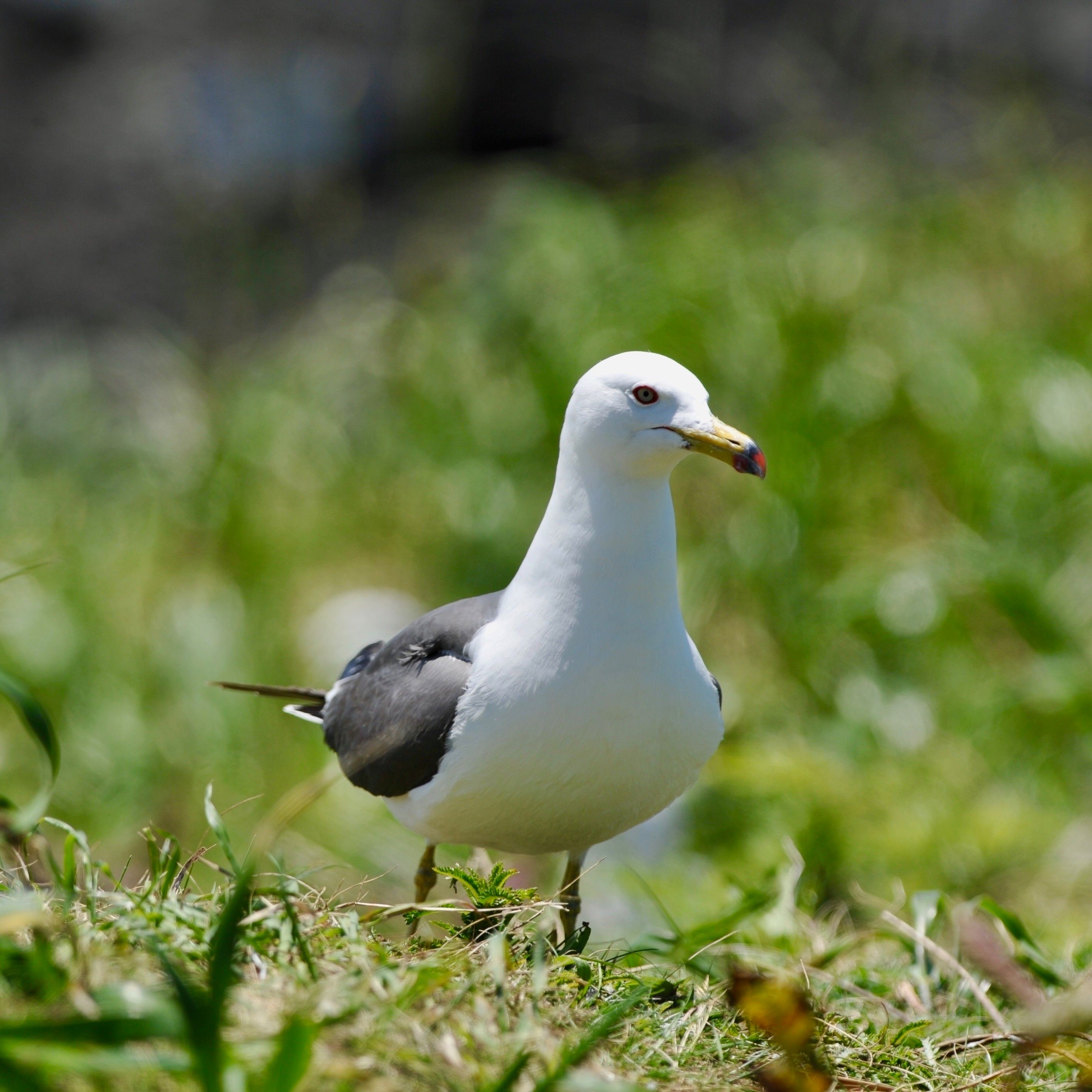 島に飛来したウミネコ。ノラ猫が侵入しやすい場所で繁殖するため、襲われて数が減ってきていた海鳥の一種です（画像／北海道海鳥センター）
