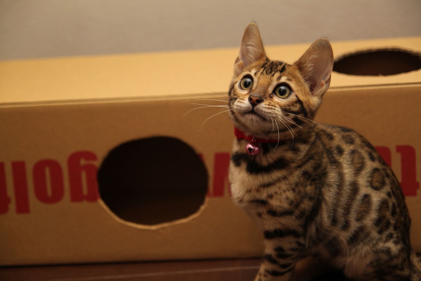 ベンガルの特徴と飼い方 可愛い画像いっぱい ねこのきもち 猫図鑑 ねこのきもちweb Magazine ベンガルの特徴と飼い方 可愛い画像いっぱい ねこのきもち 猫図鑑 ねこのきもちweb Magazine