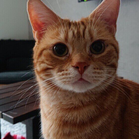 見つめる猫（アメリカンショートヘア、オス）