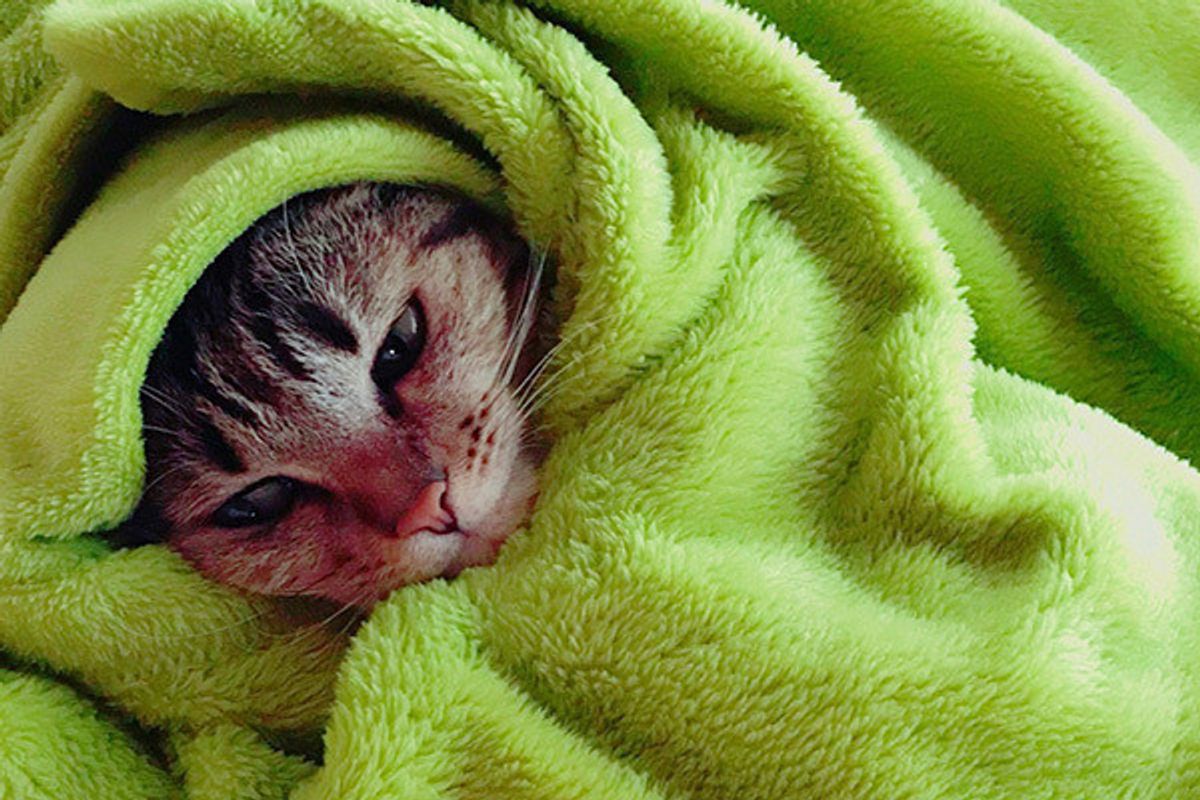 のんびりニャンコがうらしましい 仕事行きたくない と思う写真4選 ねこのきもちweb Magazine のんびりニャンコがうらしましい 仕事行きたくない と思う写真4選 ねこのきもちweb Magazine