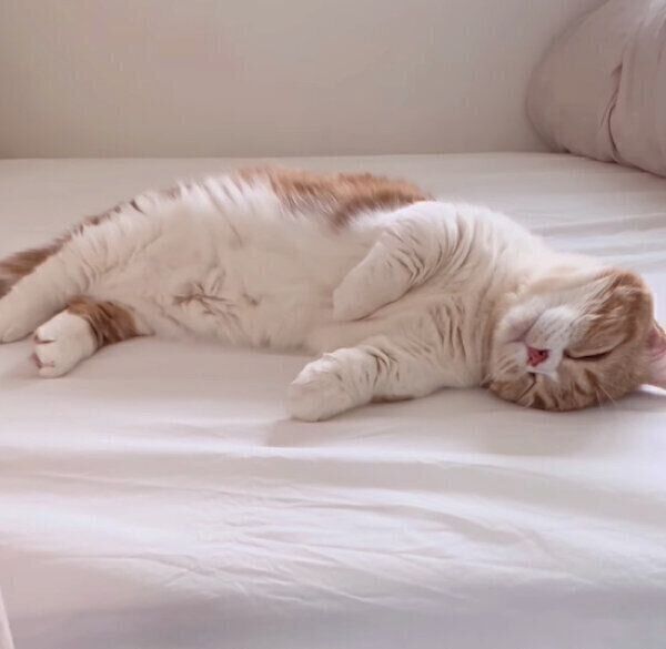 娘さんのベッドでくつろぐ、ころんちゃん