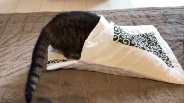 お布団に入り込むやっちゃん