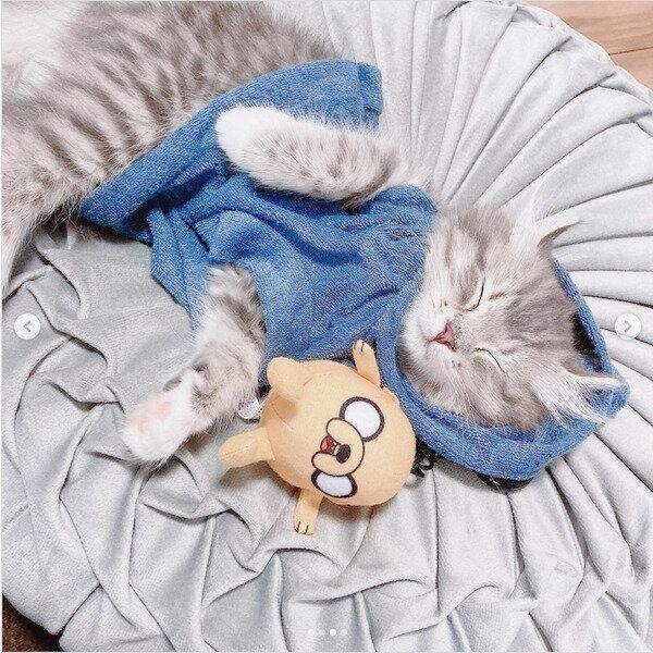 ダイソーの猫商品