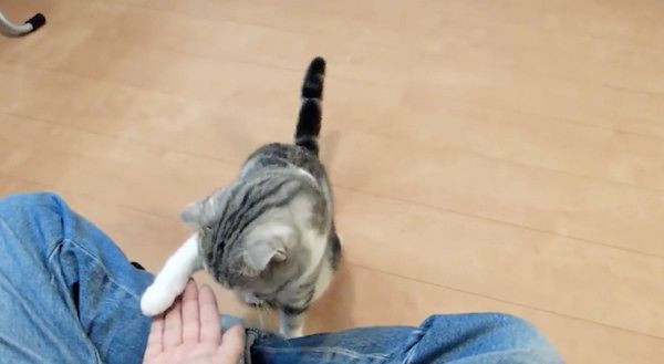 スゴ技を披露する猫