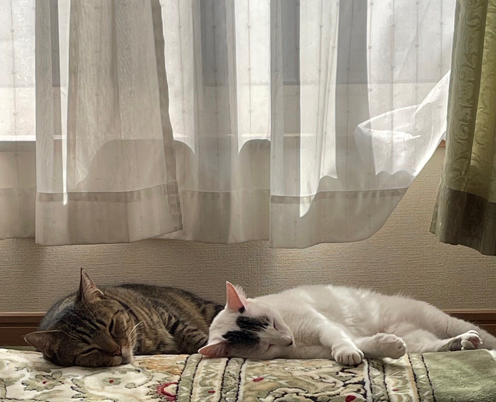 寄り添って寝る2匹の猫