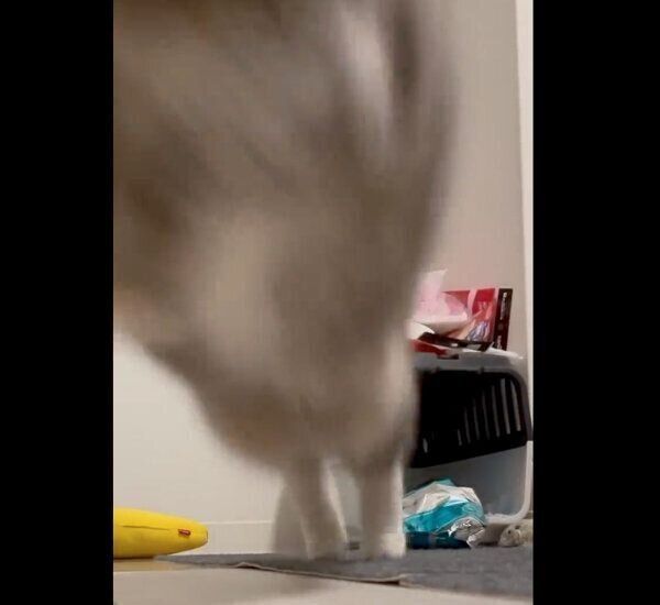 「獲物」を狙うほたてちゃん