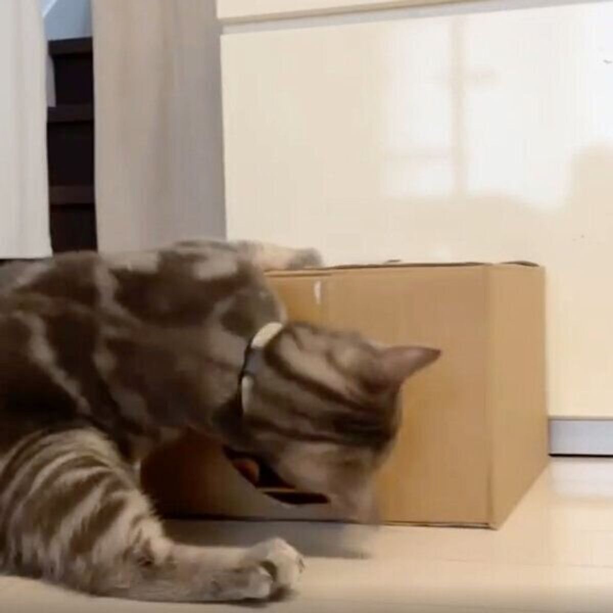 最高の仲直り方法ですね ケンカしていた猫たちの和解する瞬間が最高すぎる ねこのきもちweb Magazine 最高の仲直り方法ですね ケンカしていた猫たちの和解する瞬間が最高すぎる ねこのきもちweb Magazine