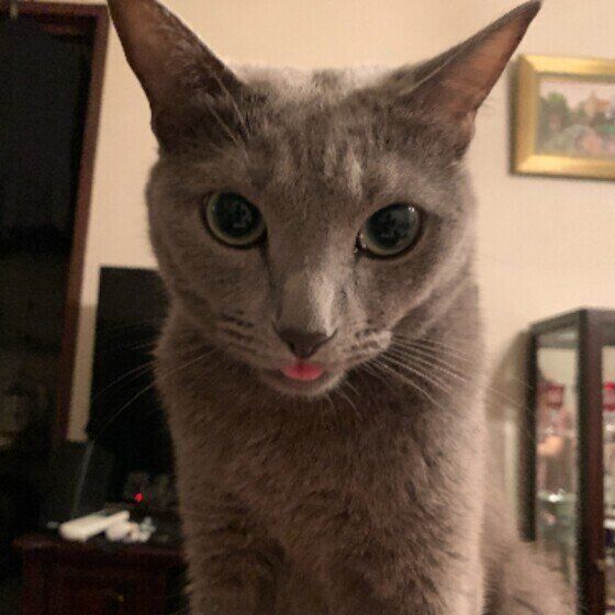 舌を出すロシアンブルーのジルくん