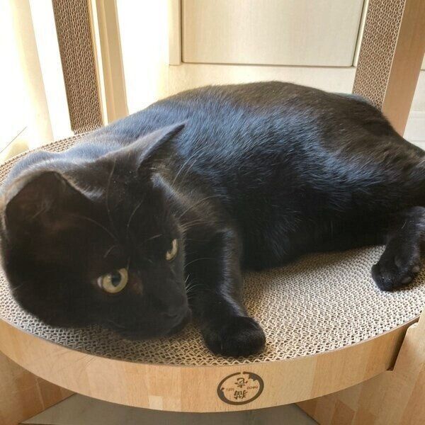 寝転がってリラックスするモカくん