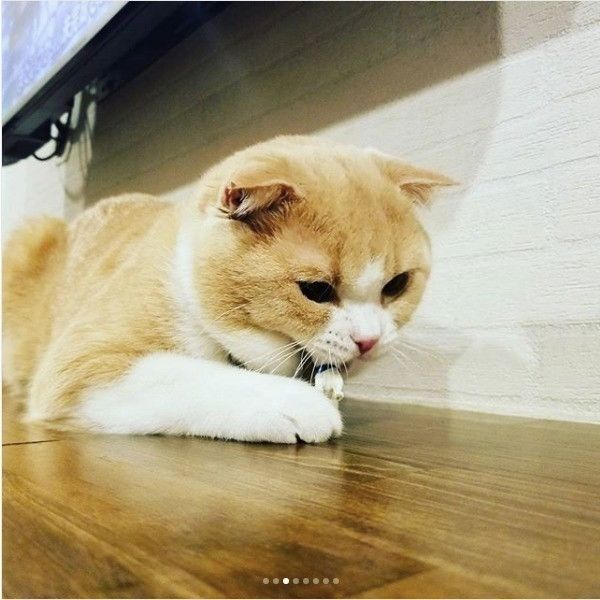 ワンコのおもちゃと戦うニャンコ