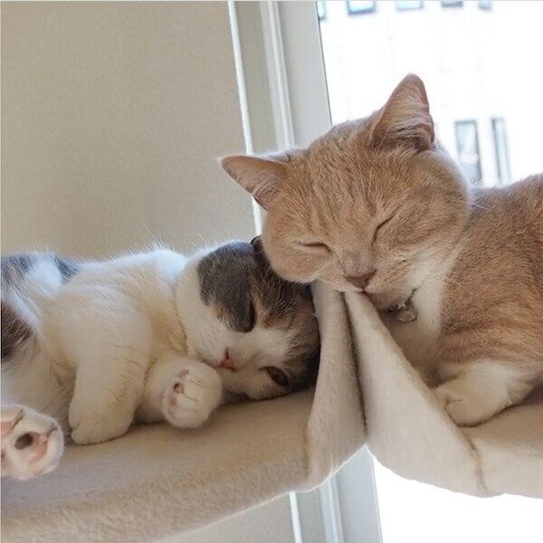 ぐっすり眠るネネちゃんと、なかなか寝付けないララちゃん