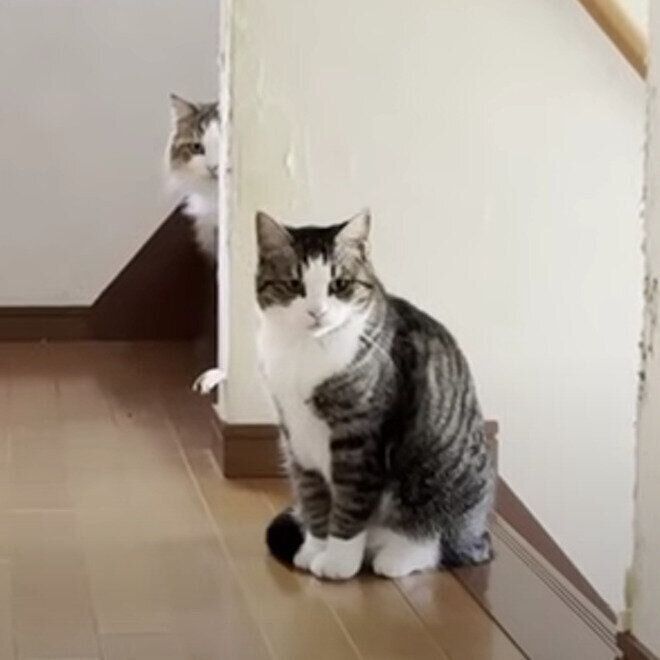 廊下で待つ秀吉くんとおでこちゃん