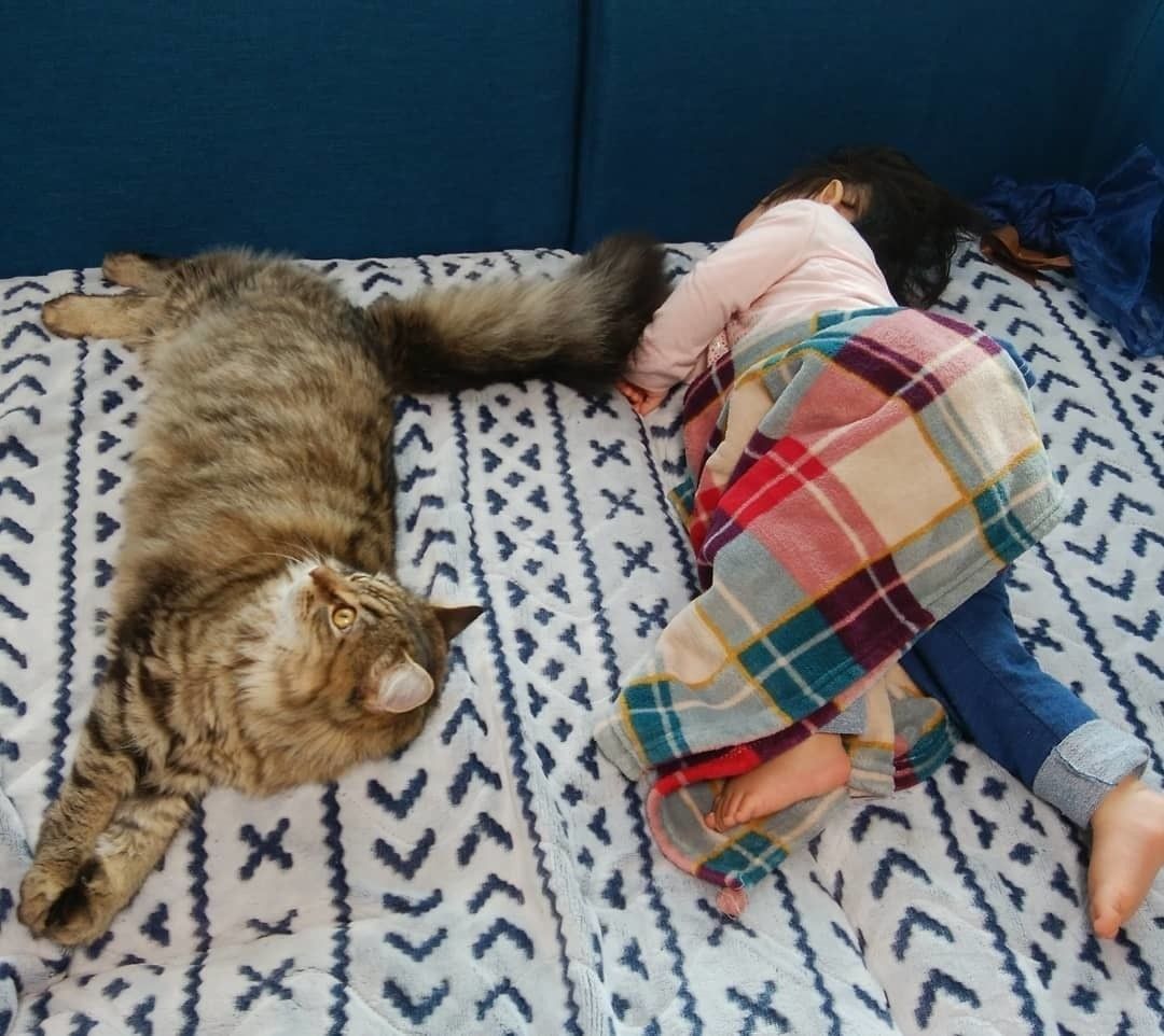 メインクーンと女の子