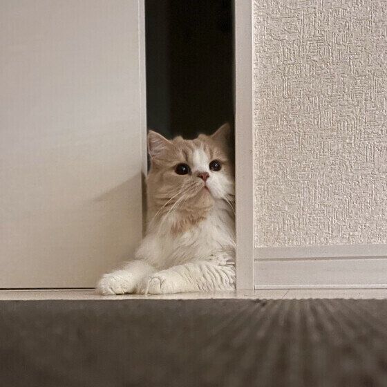 すき間から顔と体を出すマンチカン