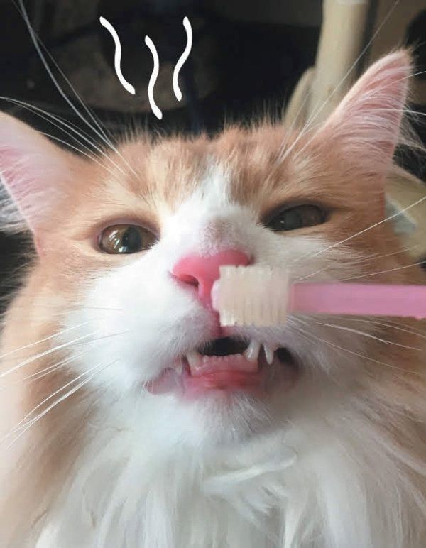 猫の「フレーメン反応」