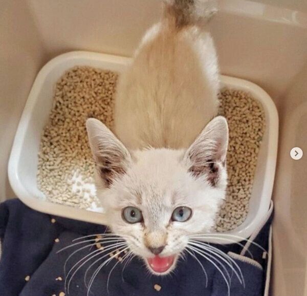 保護当時のにぼしちゃん