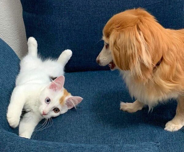 めろんちゃんを見つめるとらちゃん