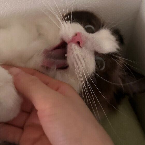ルナ  ラグドール  触って欲しい