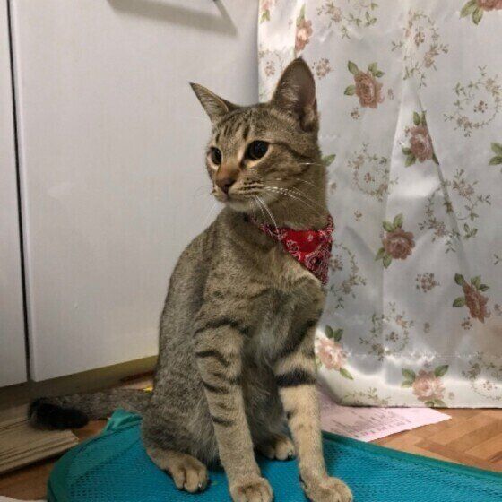 オシキャットのスカイくん