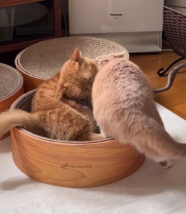 ココちゃんのそばに行きたいネネちゃん