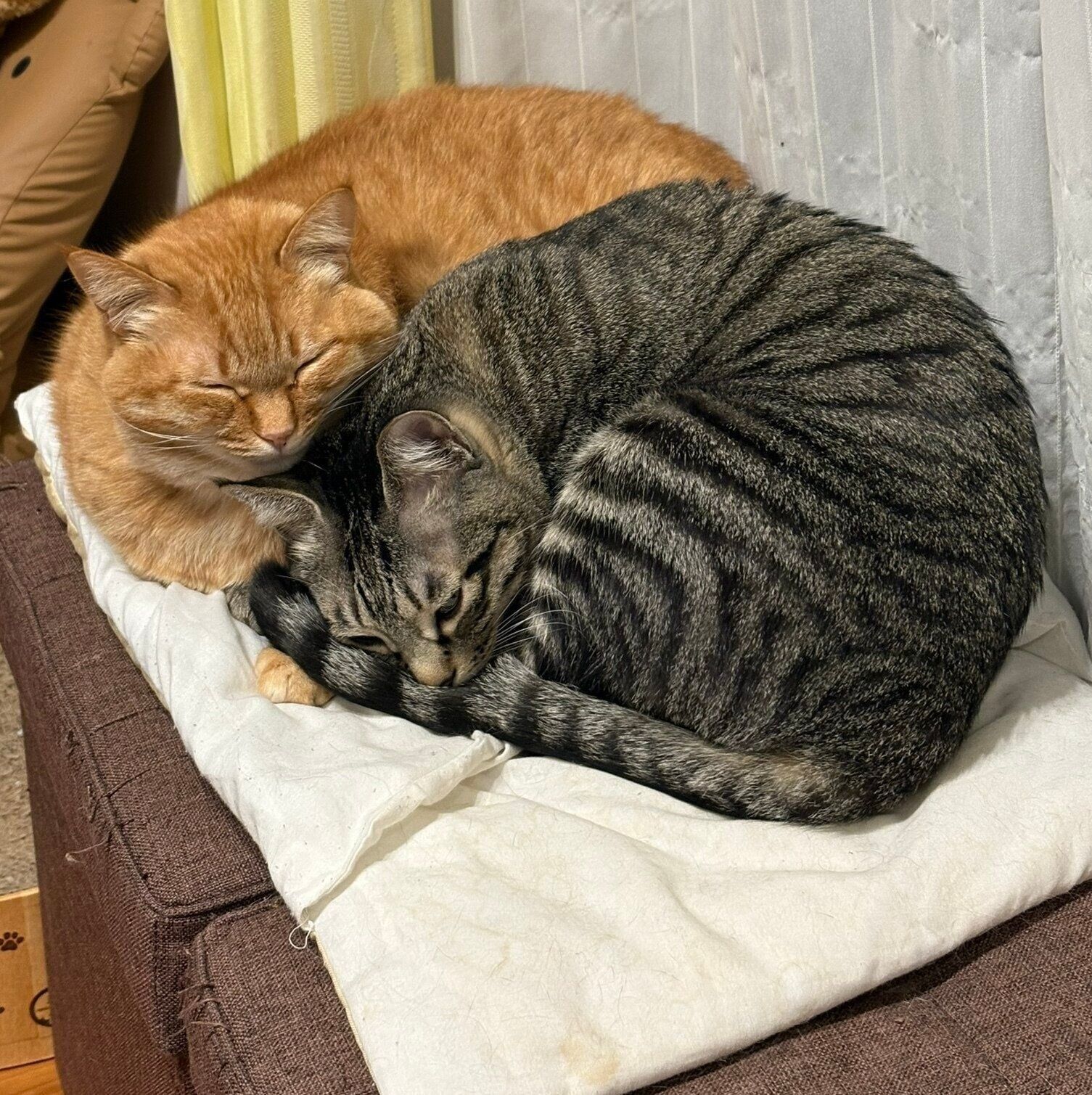 スヤスヤ眠る猫たち