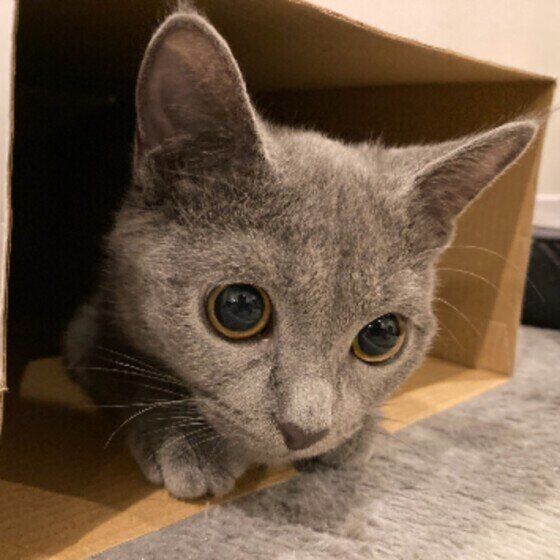 箱の中に入るロシアンブルー