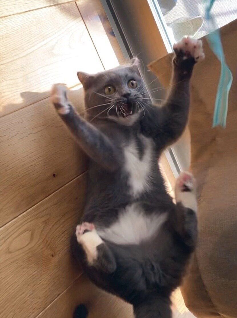 遊ぶぽんぬふくん