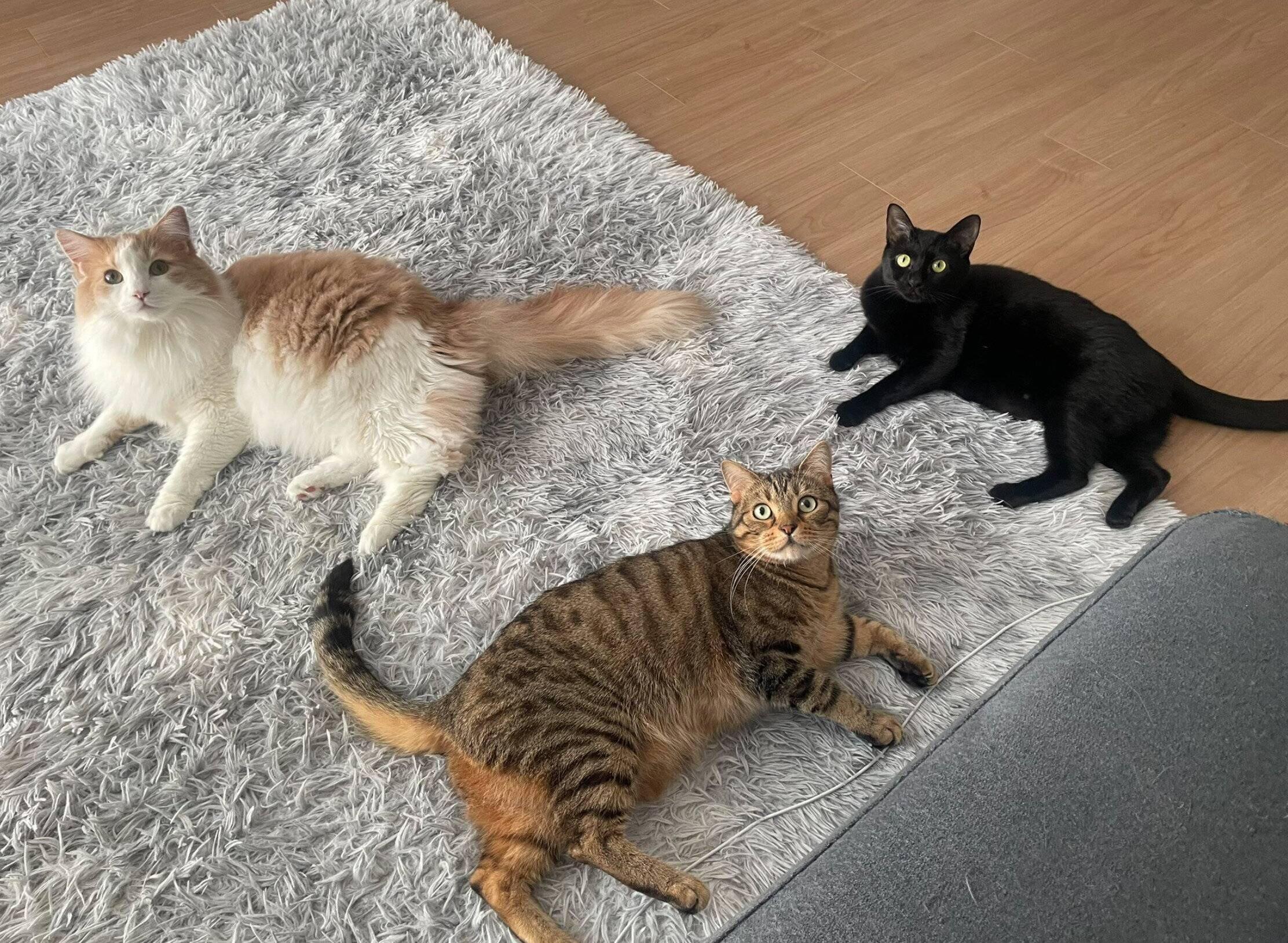 ゴロゴロする3匹