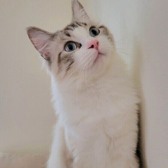 ラグドールのももくん