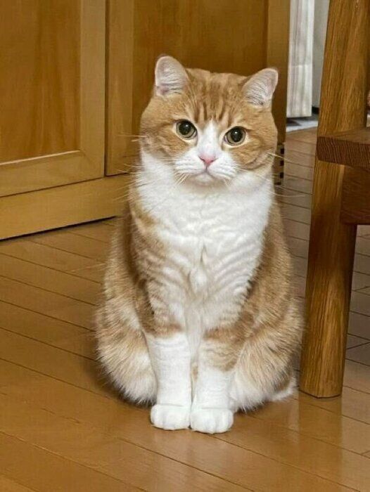 見つめるもんちゃん