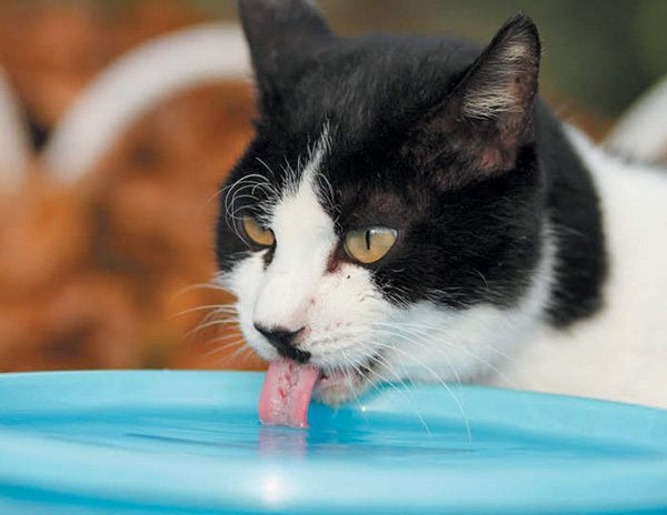 容器の水を飲む猫　画像／「ねこのきもち」2018年8月号